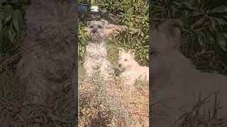 APT 🐕❤️ SCHNAUZER AND SCHNOODLE song pop music dog [upl. by Aicenert]