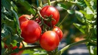 Benefits of Copper Oxychloride Fungicide in tomato and all plants and which diseases does it control [upl. by Windham]