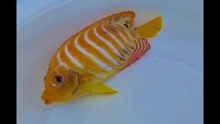 Rare fish rarefish regalangelfish maldives [upl. by Rednael]