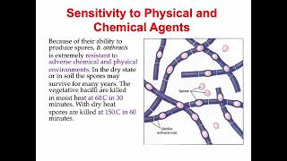 Bacillus anthracis [upl. by Nosnah578]