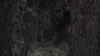 Giant deer appears bellowing in the darkness [upl. by Mia]