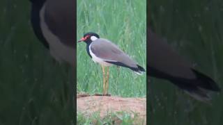 Red wattled lapwing Please like share and subscribe🙏🏻 [upl. by Eolanda]