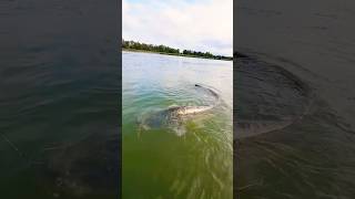 Big fish caught in lake  Huge fish amazing fishing video 🐬 fisheryworld hugefish fishingvideos [upl. by Dante]