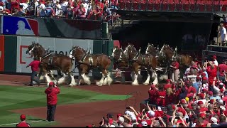 Clydesdales take the field on Opening Day 2023 [upl. by Hemminger386]