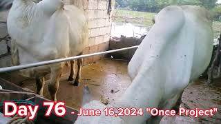 ONCE PROJECT  PART 12  Day 76 120 days cow feeding [upl. by Eeryn]