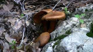 jackolantern mushroom  פטרית בר  טבורית הזית [upl. by Theurich]