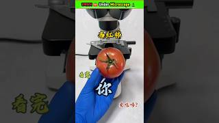 टमाटर 🍅 Under Microscope🔬 microscope science facts trending shortsfeed shorts short [upl. by Nirrat]