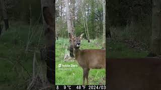 Jolie chevrette ytshort wildlife tiktok animals shorts photography ytshorts youtube videos [upl. by Atiloj]