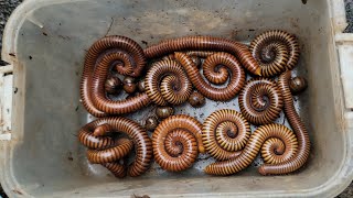 Catch Largest Millipedes In The World Unique Millipede Hunting [upl. by Nosliw]