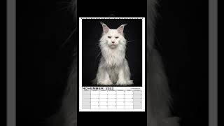 Maine Coon cats calendars for 2022 are available now [upl. by Babb]