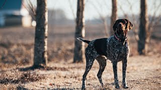 The Versatile German Wirehaired Pointer A Perfect Hunting Companion [upl. by Betty]