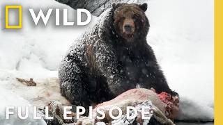 A National Parks Frigid Winter Full Episode  Wild Yellowstone  Nat Geo Animals [upl. by Racklin]