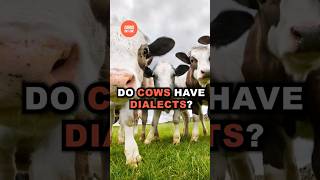 Regional Accents in Mooing Do Cows Have Dialects [upl. by Ellison256]