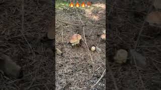 🍄‍🟫🌲🍄‍🟫🌲🍄‍🟫🔥mushroom pilze boletus fungi shorts грибы forest грибикарпат грибочки houby [upl. by Airalav67]