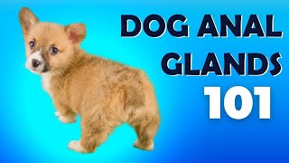 Dog Anal Glands 101 🐶  Natural DIY Dog Anal Gland Treatment [upl. by Hares]