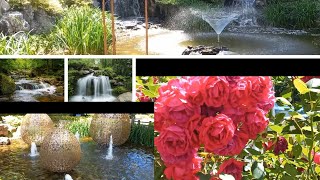 장미 덩굴 담장 미니 폭포 분수 영상 Rose Vine Fence Mini Falls Fountain 薔薇 バラが伸びる [upl. by Josepha]