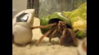 Hermit Crab named quotRocketquot changing his shell [upl. by Anytsyrk]