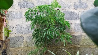 POLYSCIAS FRUTICOSA What Are The Health Benefits Of Fruticosa  Medicinal Plants  The Rural Life [upl. by Irmo921]