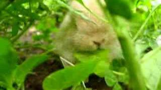 Baby Holland Lop in my Garden [upl. by Sivat]