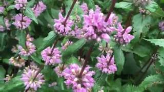 Phlomis tuberosa Amazone Jerusalem Sage Flowers phlomis tuberosa amazone sage jerusalem [upl. by Gifferd]