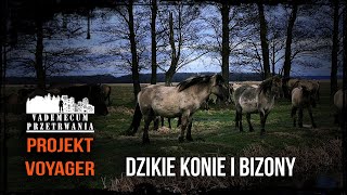 Dzikie konie i bizony w Polsce [upl. by Nangatrad646]