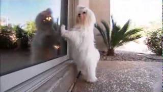 Dog Breeds 101 Video Maltese [upl. by Hilda]