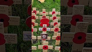 Honouring the Fallen Crosses with Poppies Planted for Remembrance Day [upl. by Docia151]