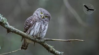 Žvirblinė pelėda Glaucidium passerinum Pygmy Owl Воробьиный сыч [upl. by Alodee]