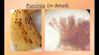 Puccinia in detail  For BSc and MSc  ALL ABOUT BIOLOGY  BY JYOTI VERMA [upl. by Groveman417]