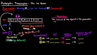 Prokaryotic Transcription Part 4 of 5  The trp Operon [upl. by Stringer]