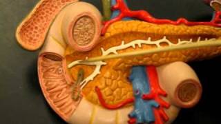 Anatomy amp physiology  Pancreas galbladder and spleen [upl. by Marb11]