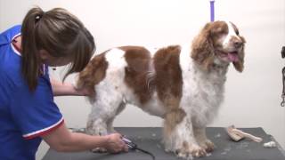 Grooming a Pet Welsh Springer Spaniel Using Carding Clipping amp Scissoring Techniques [upl. by Birdt]