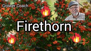 Whats so great about Firethorn [upl. by Jamaal]