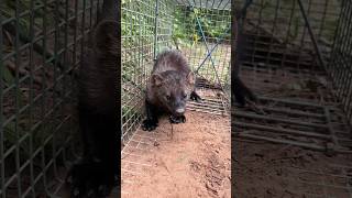 Actual fisher cat vocalization sounds [upl. by Rodman]