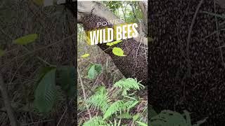 A larger wild bee colony They are more powerful wild honeybee bee wasp [upl. by Isiad852]