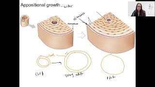 59 appositional growth [upl. by Yecac490]