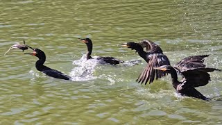 Cormorants in a wild fishstealing chase [upl. by Ardie196]