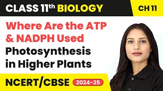 Where Are the ATP amp NADPH Used  Photosynthesis in Higher Plants  Class 11 Biology Ch 11  CBSE [upl. by Alegre]