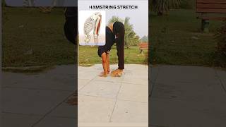 HAMSTRING STRETCH  Your SCAPULA glides along the RIBCThis is what your HAMSTRINGS look anatomy [upl. by Nita223]