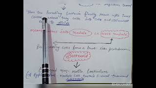 Symbiotic Nitrogen Fixation In Leguminous Plants  Class  11 amp Class 12 Rhizobium Bacteria [upl. by Onaicilef]