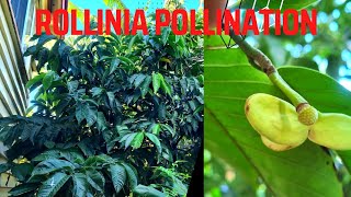 Rollinia Hand Pollination Update [upl. by Arreip]