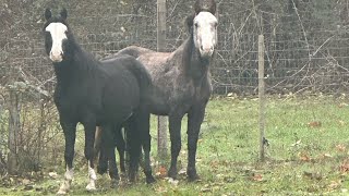 SURPRISE 2 New Unhandled “Wild” Horses in For Training [upl. by Thais]