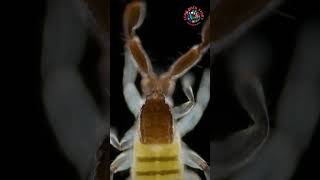 Creepy Crawlies on Your Face The Truth Revealed shorts viral [upl. by Filberto]