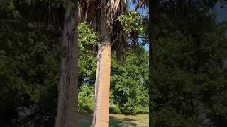 Cacería de IGUANAS Gigantes en Florida iguana hunting 🦎 [upl. by Lenora]