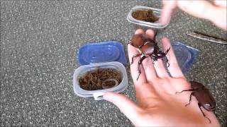 Unboxing 2 Allomyrina dichotoma Rhino beetle [upl. by Mariette]