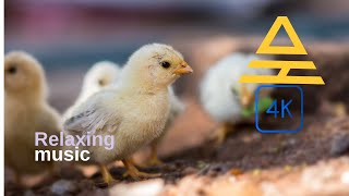 Beautiful Chicks Video 4k quality [upl. by Tareyn548]