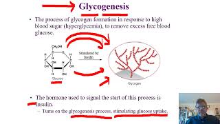 Biochemistry Lecture 12 [upl. by Bryan868]