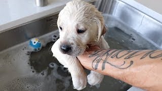 LABRADOR PUPPIES HAVE THEIR FIRST BATH EVER [upl. by Leirbaj]