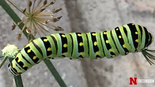 Caterpillar ID [upl. by Melvina5]