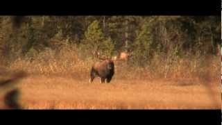 Hunting Big Bull Moose in Northern British Columbia [upl. by Normy981]